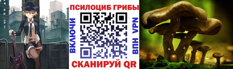 Купить закладки  Зея  Галлюциногенные грибы Cubensis 